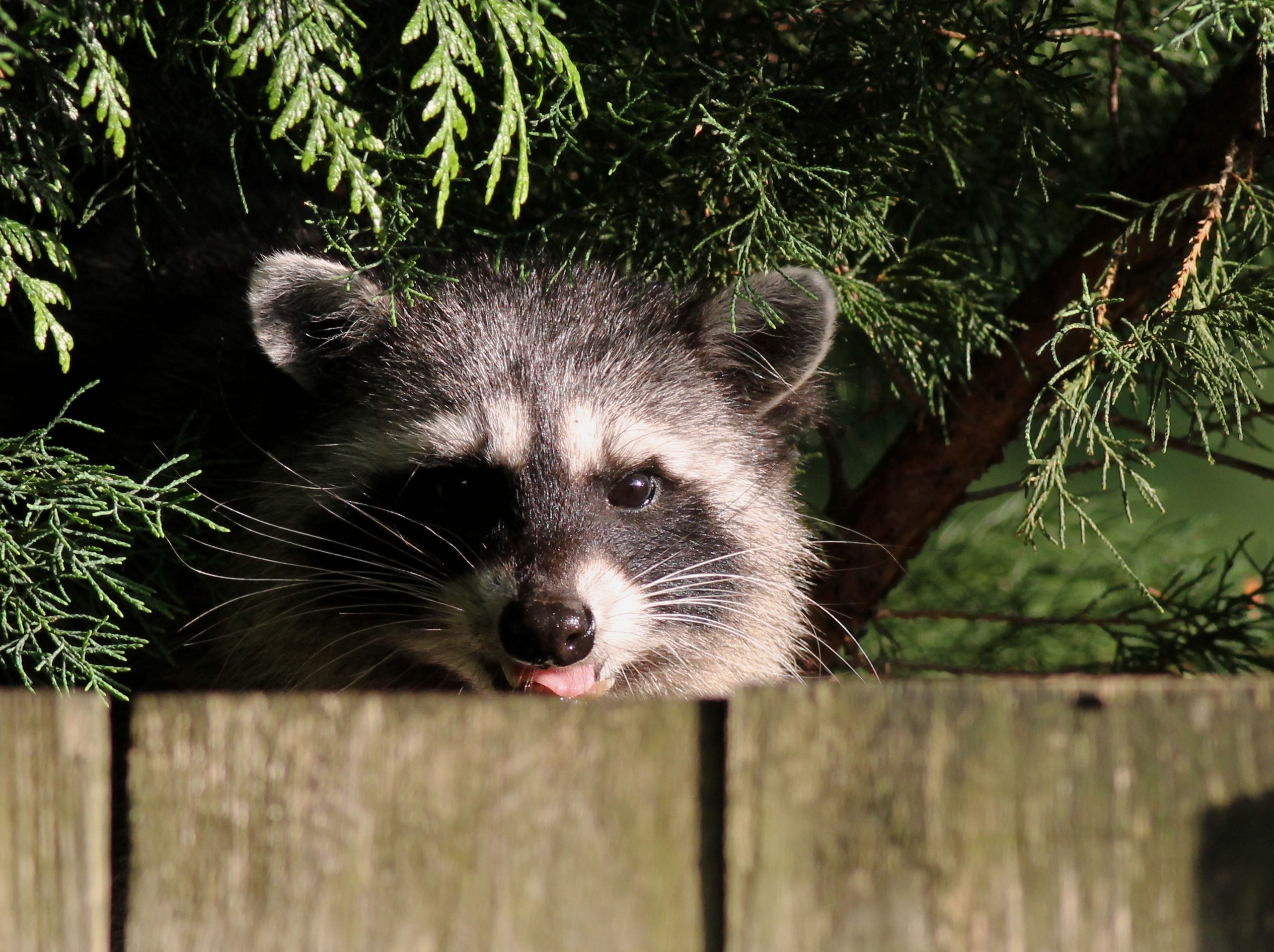 raccoon image