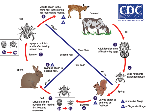 tick image