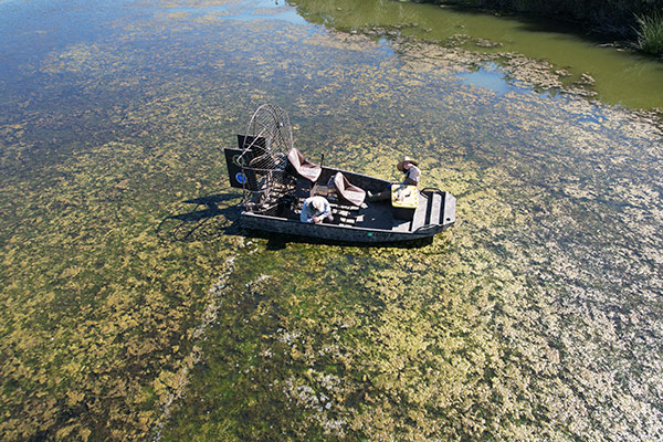 Schwan Lake image