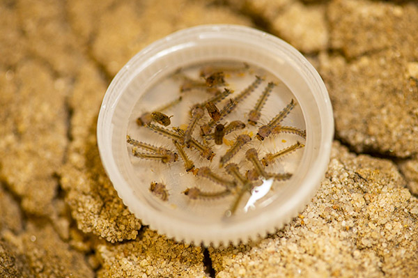 Aedes aegypti larvae image